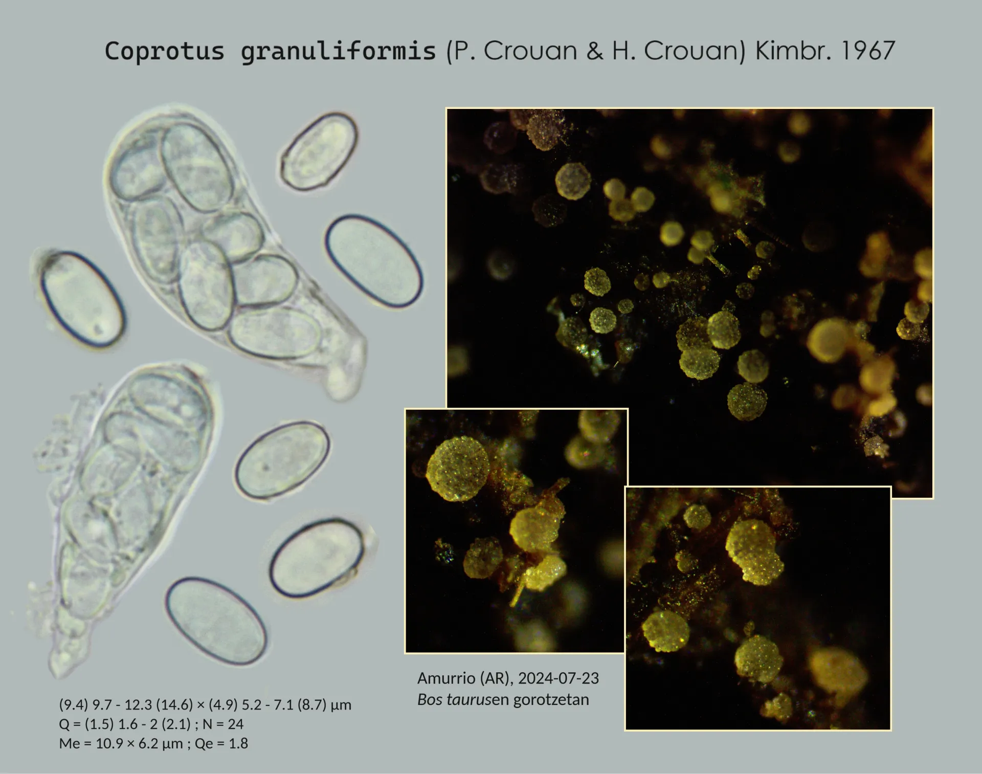 Coprotus granuliformis